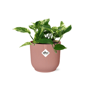 Scindapsus Epipremnum Marble Queen in ELHO Vibes Fold roze 14cm