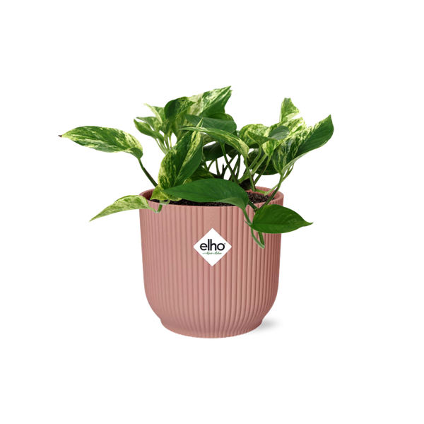 Scindapsus Epipremnum Marble Queen in ELHO Vibes Fold roze 14cm