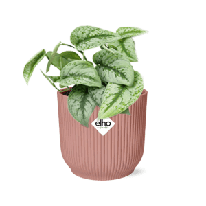 Scindapsus pictus Trebie in ELHO Vibes Fold 14 cm roze
