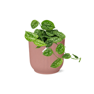 Scindapsus Pictus Argyraeus ELHO Vibes Fold 14cm roze