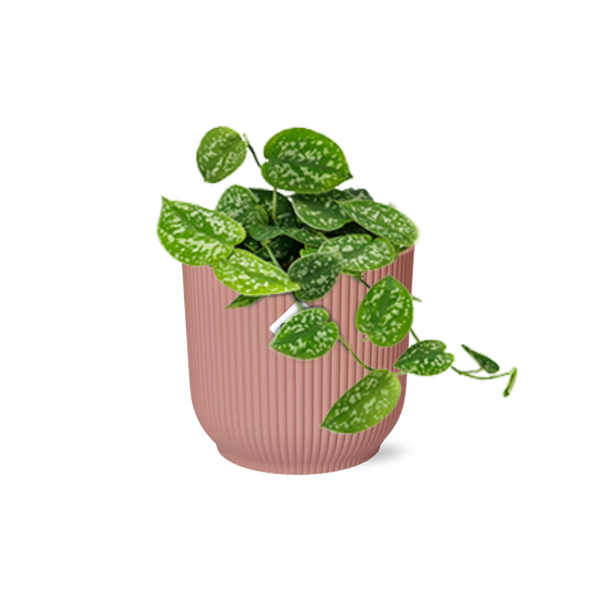 Scindapsus Pictus Argyraeus ELHO Vibes Fold 14cm roze