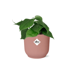 Philodendron Scandens in ELHO Vibes Fold 14cm roze