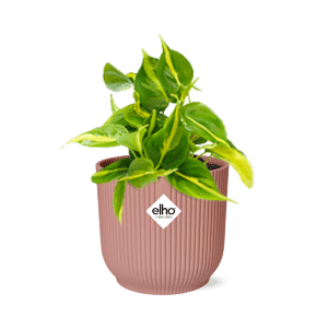 Philodendron Scandens Brasil in ELHO Vibes Fold 14cm roze