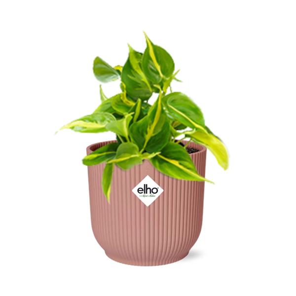 Philodendron Scandens Brasil in ELHO Vibes Fold 14cm roze
