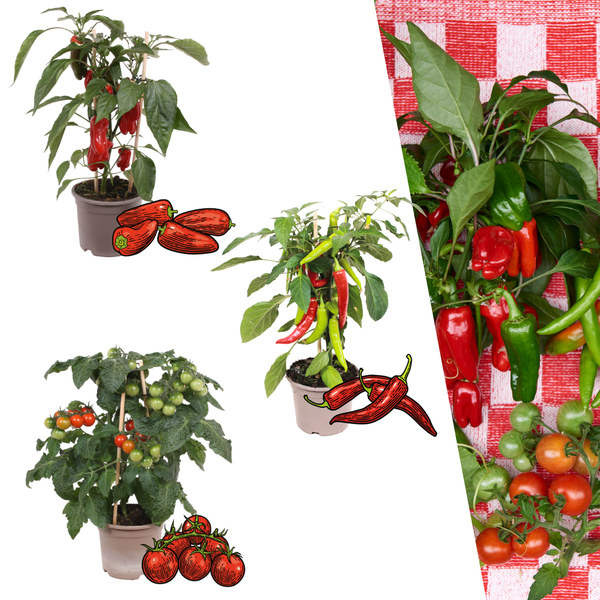 Mix van 3 Planten Cherry tomaat - Rode snack paprika - Rode hete peper plant