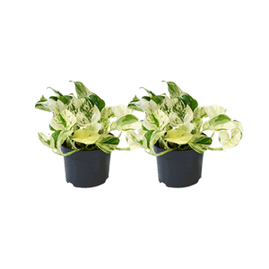 Epipremnum Happy Leaf - 2 stuks - Epipremnum