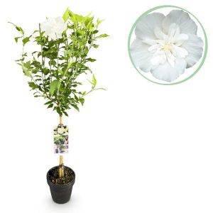 Hibiscus syriacus White Chiffon® - op stam