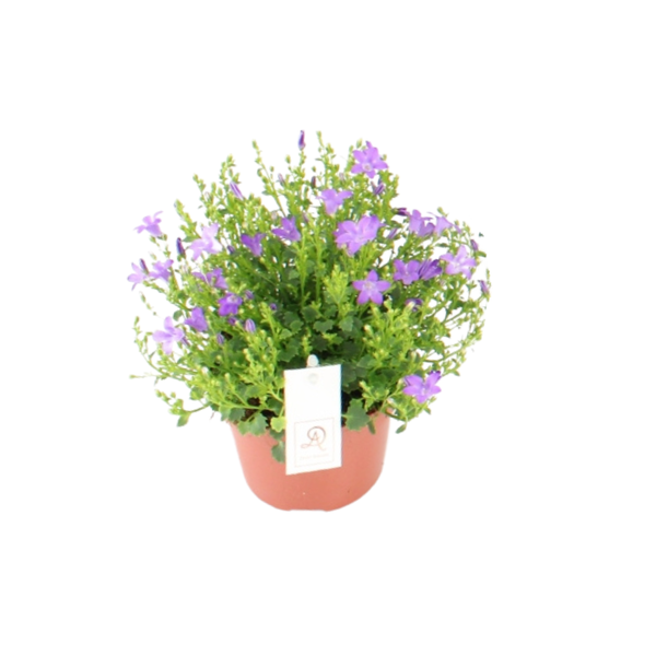 Campanula portenschlagiana Dolc'Amore P12