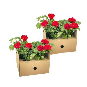 Pelargonium peltatum Rot - 8 stuks