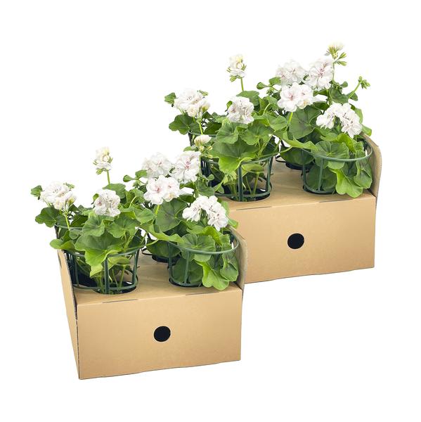 Pelargonium peltatum Weiß - 8 stuks