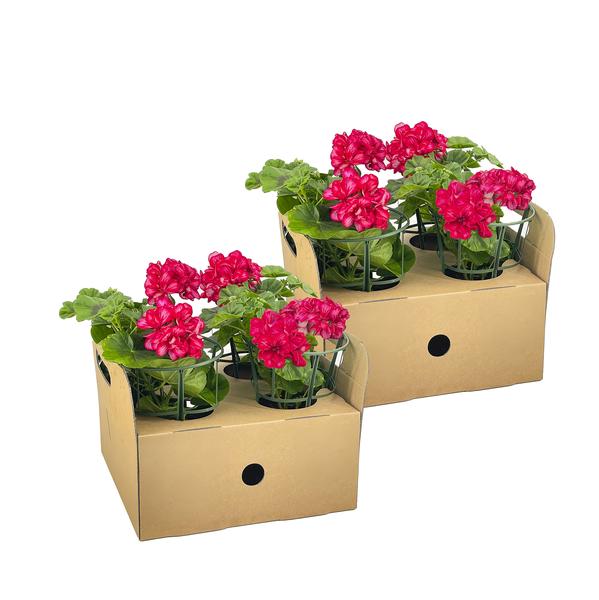 Pelargonium peltatum Mexican Ruby - 8 stuks