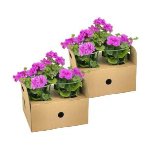 Pelargonium Peltatum Violet - 8 stuks