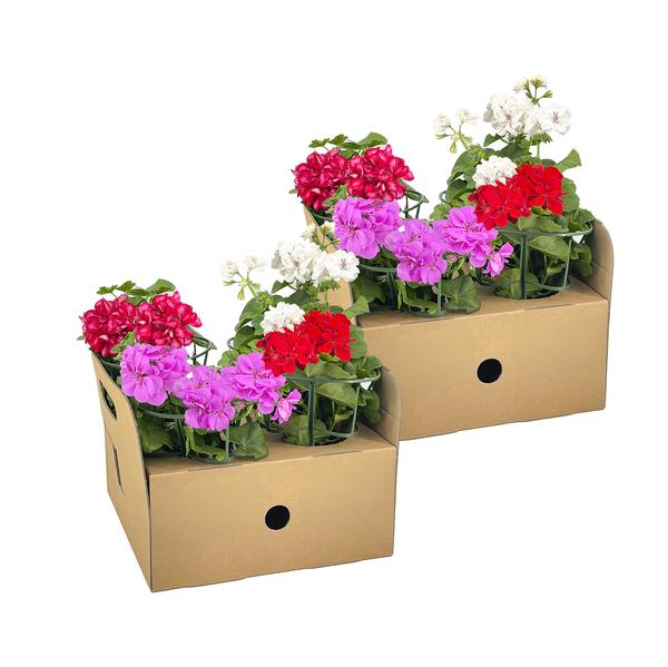 Pelargonium peltatum Mix - 8 stuks