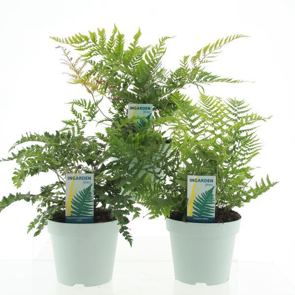 Buitenvarens Mix - 3 stuks