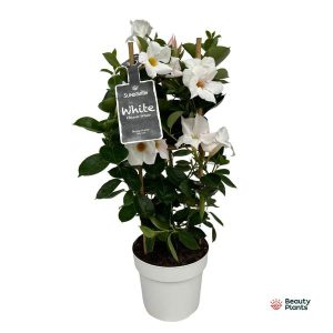 Mandevilla Sundaville White Dipladenia