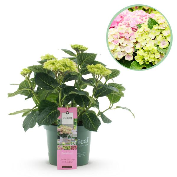 Hydrangea macrophylla Magical Jewel Pink