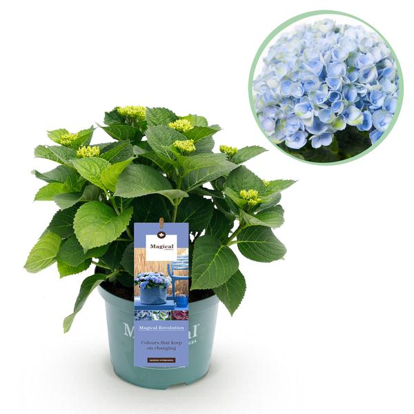 Hydrangea macrophylla Magical Revolution Blue