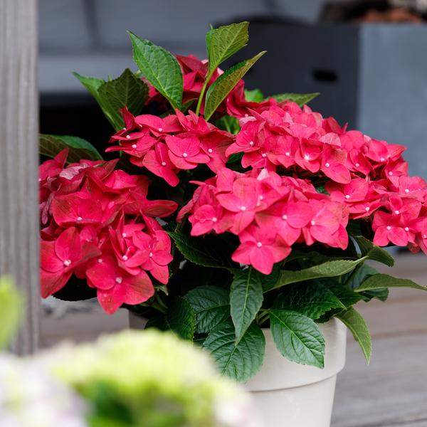 Hydrangea macrophylla Ruby Tuesday & Saphire