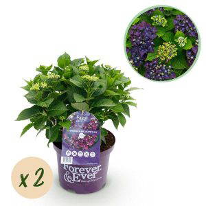 Hydrangea macrophylla Forever & Ever 2x