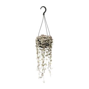 Ceropegia Linearis Subsp. Woodii Variegata