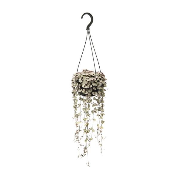 Ceropegia Linearis Subsp. Woodii Variegata