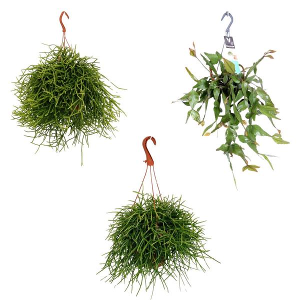 Rhipsalis hangmix - 3 stuks - Rhipsalis Heteroclada, Rhipsalis Elliptica, Rhipsalis Pulchra