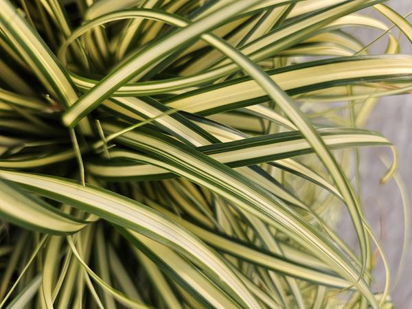 Carex oshimensis Evergold Bulk