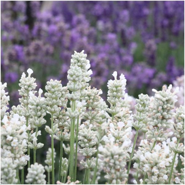 Lavendel Angustifolia wit 6 pack