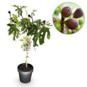 Ficus carica Little Miss Figgy