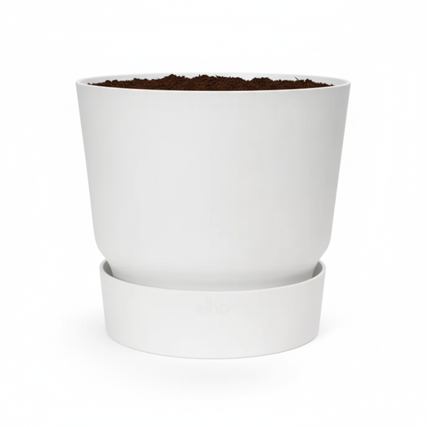 Greenville round leaf