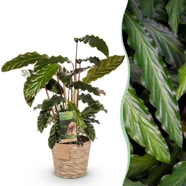 Calathea Rufibarba