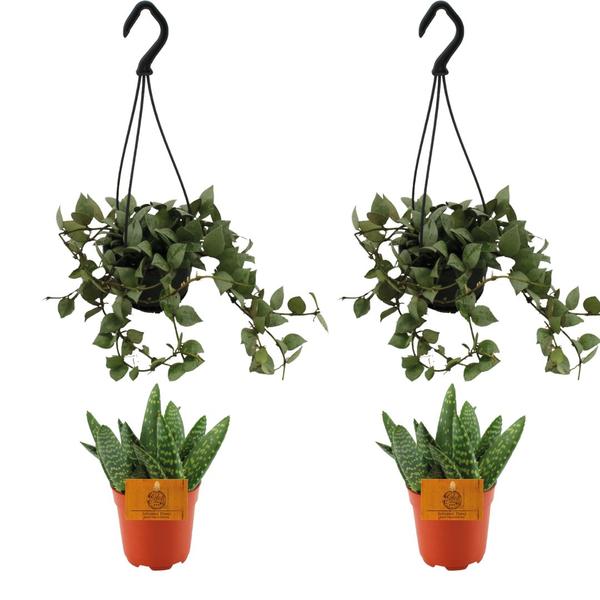 Aloe Paradisicum 2x + Hoya Krohniana Eskimo Super Silver 2x