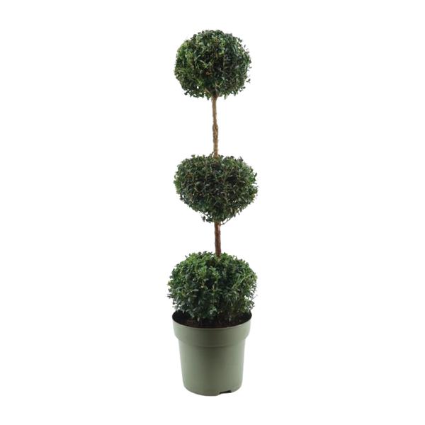 Buxus sempervirens Trio-Ball