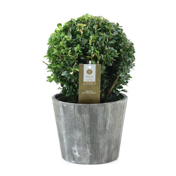 Buxus sempervirens Ball Ø20cm P17 In Wood