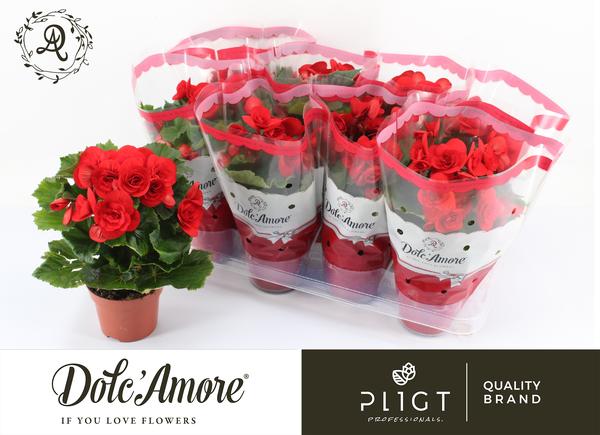 Begonia Baladin Dolc'Amore®