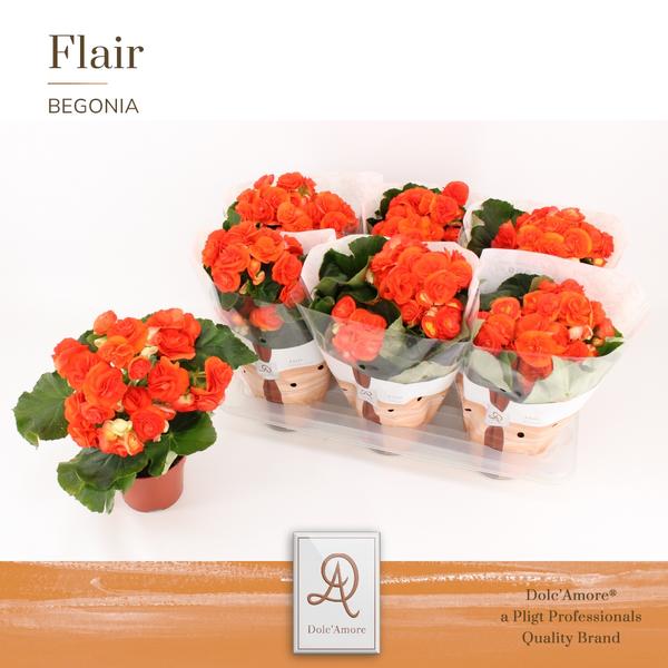 Begonia Reina P14 Dolc'Amore® Flair