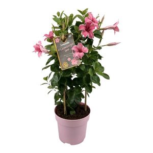 Mandevilla Sundaville Flamingo Pink (Dipladenia)