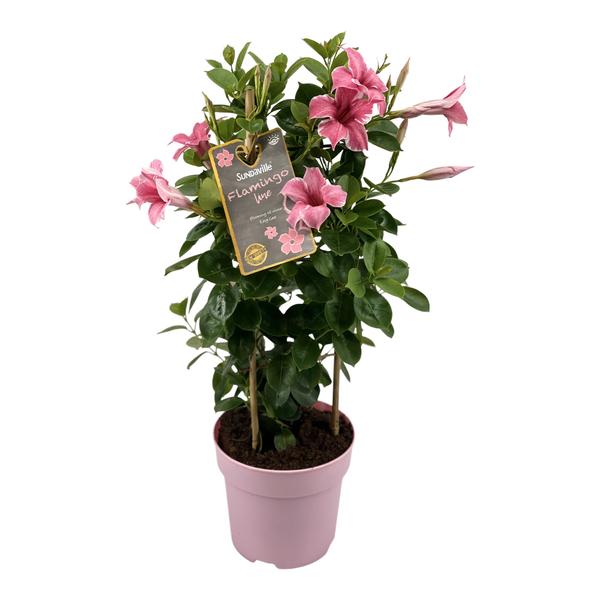 Mandevilla Sundaville Flamingo Pink (Dipladenia)