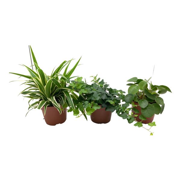 Green Mix Chlorophytum, Hedera, Pilea - 3 stuks