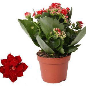 Kalanchoe Rosalina Don Justino Rood