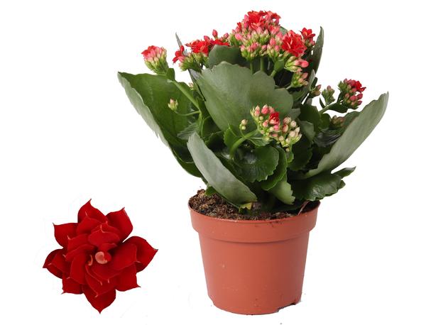 Kalanchoe Rosalina Don Justino Rood