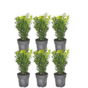 Buxus Sempervirens - 6 stuks