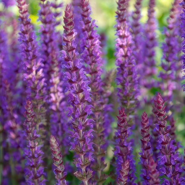 Salvia Nemorosa 'Ostfriesland'