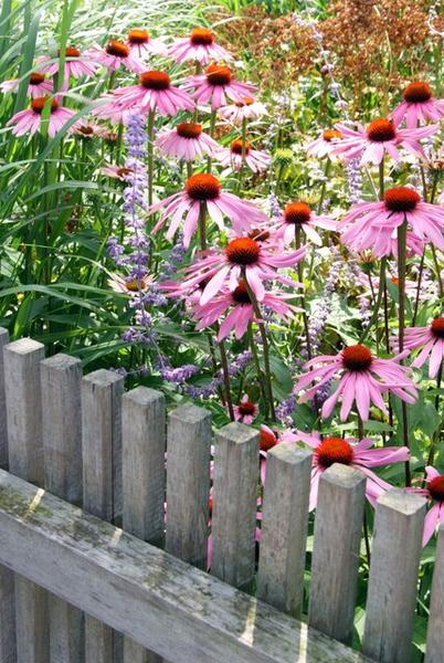 Echinacea purpurea 'Magnus'