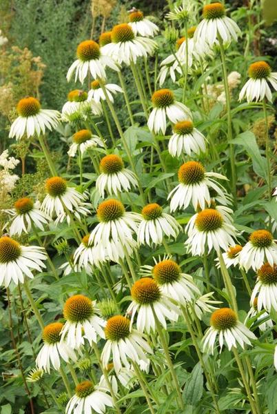 Echinacea purpurea 'White Swan'