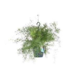 Asparagus densiflorus Sprengeri Hang