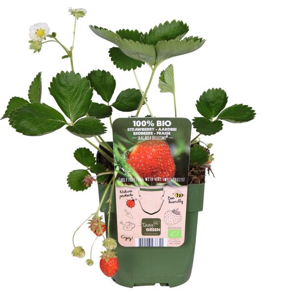 Fragaria x ananassa Delizzimo