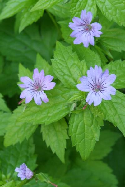 Geranium Nodosum