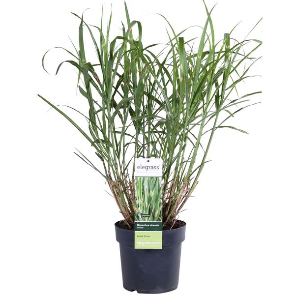 Miscanthus sinensis Strictus