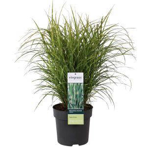 Miscanthus sinensis Strictus